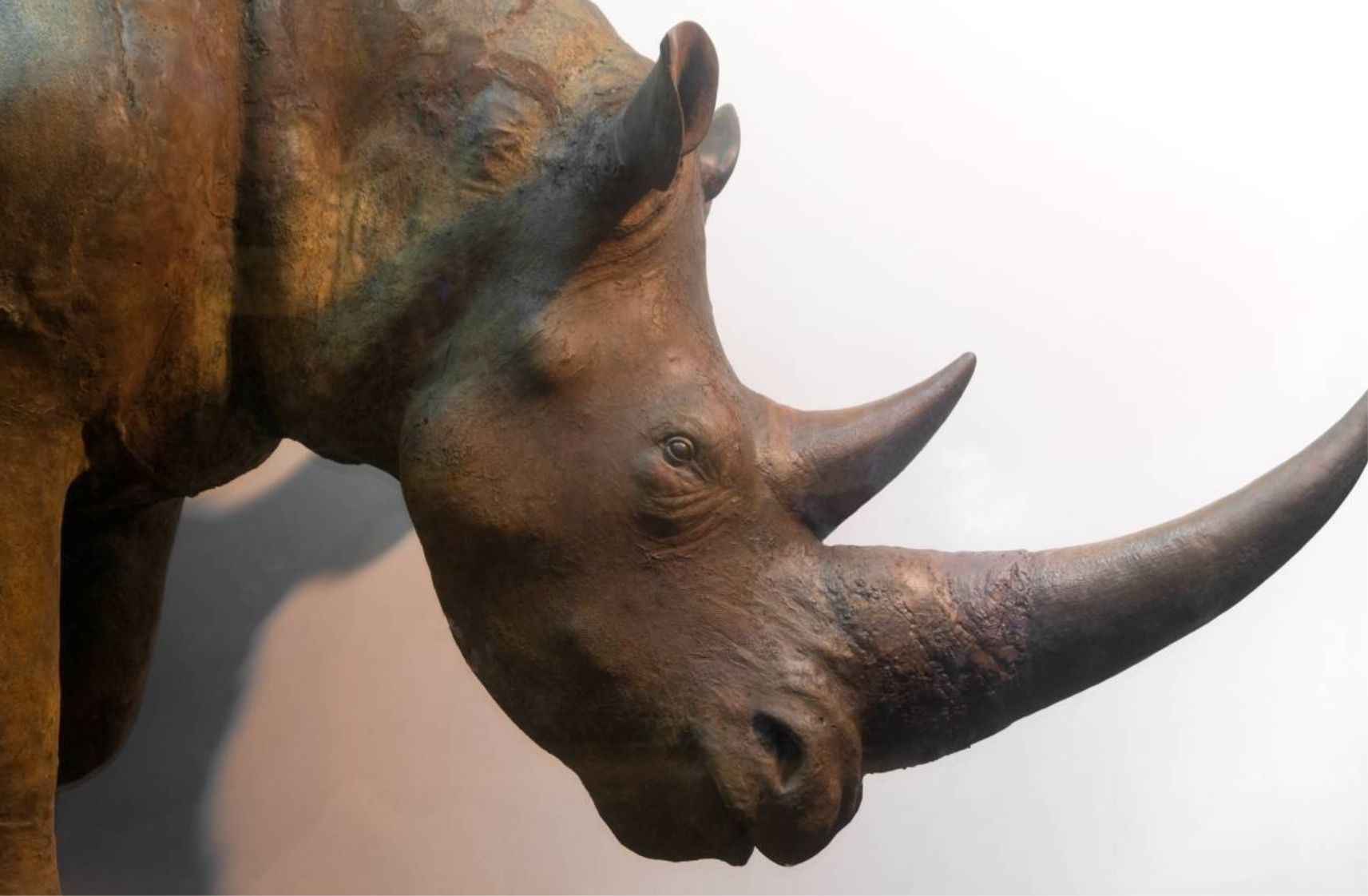 Natural History Museum of the Institute of Systematics and Evolution of Animals PAN in Krakow
