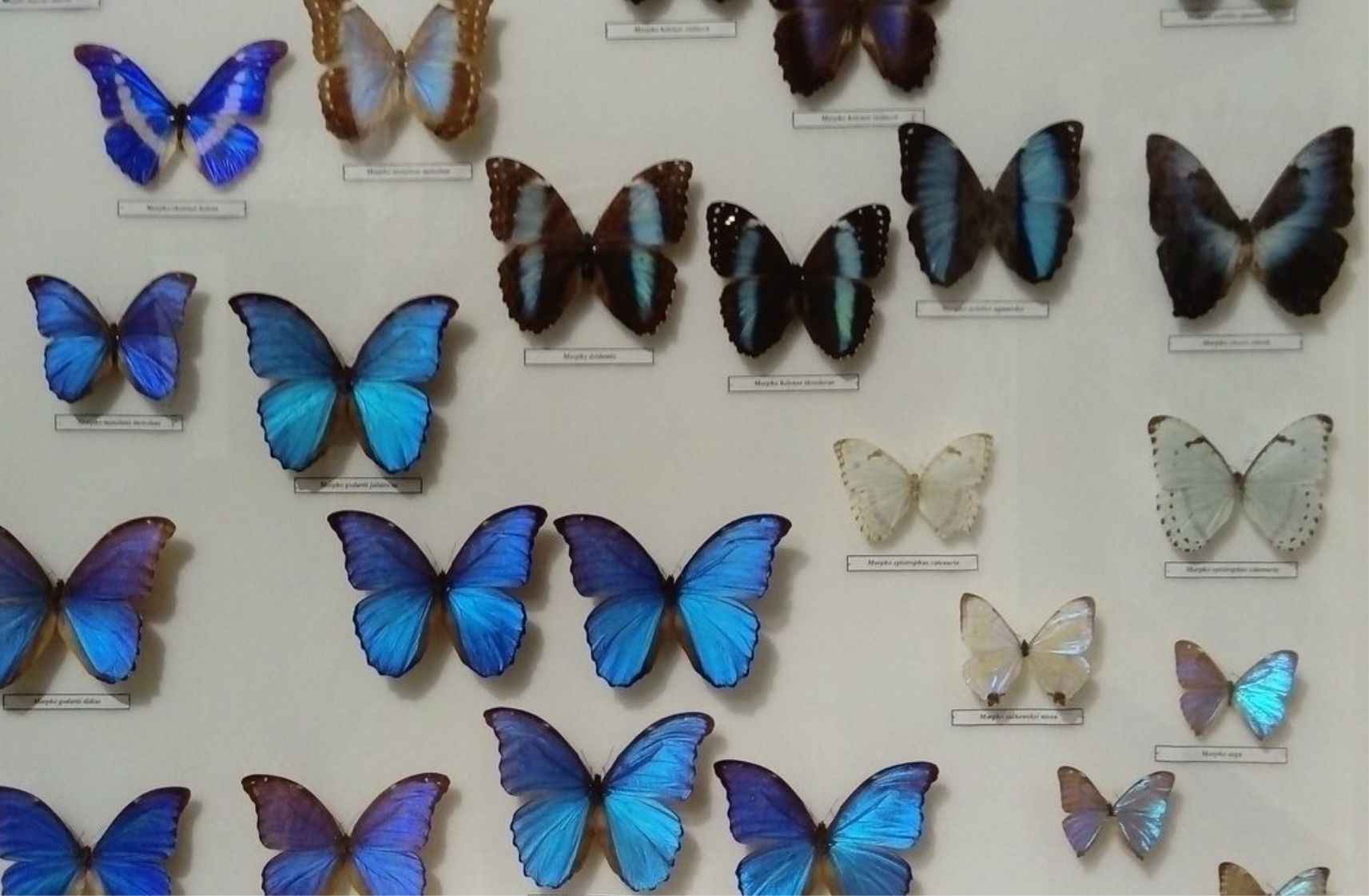 Natural History Museum of the Institute of Systematics and Evolution of Animals PAN in Krakow