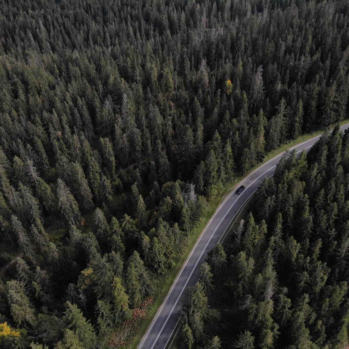 straße durch den wald aus der vogelperspektive, transfer von krakau nach zakopane transfers